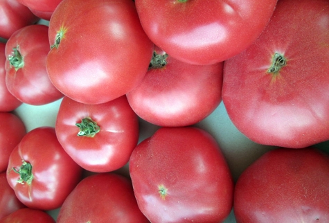 cà chua màu hồng Katya f1 trên bàn