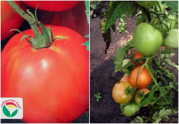 rajčatová semínka zenechka