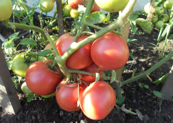 tomater hindbær mirakel