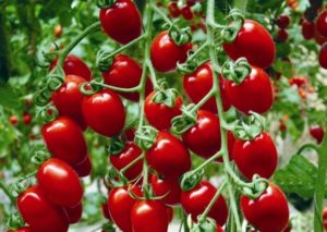 Karakteristike i opis sorte rajčice cherry Jagoda, njen prinos