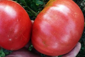 Egenskaber og beskrivelse af kongen af ​​gigantes tomatvariant, dens udbytte