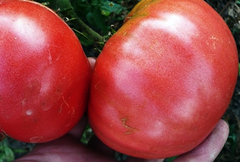 tomato harvest King of Giants