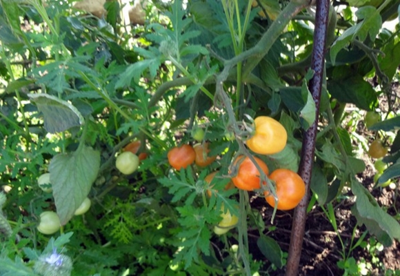 jahodový cherry paradajka v záhrade