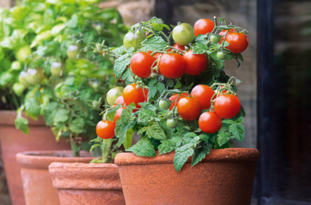 pomidory w doniczkach