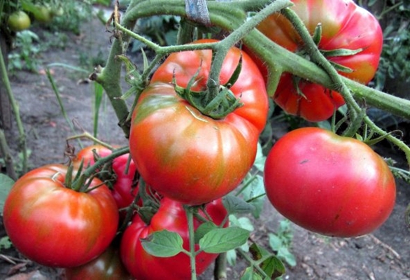 Tomatenbüsche Zucker Nastasya