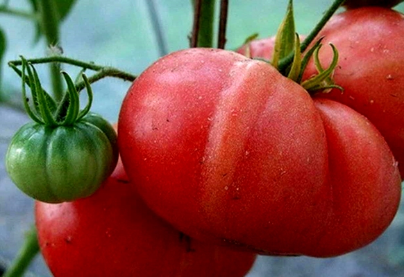 czerwony olbrzymi pomidor w ogrodzie