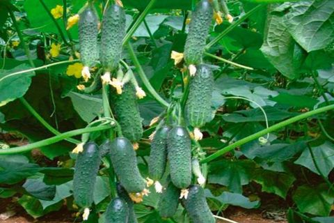 cucumber cultivation