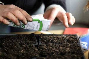 ¿Cuál es la vida útil de las semillas de tomate y cuántos años siguen siendo viables?