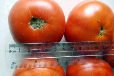 udseendet af tomat Irishka