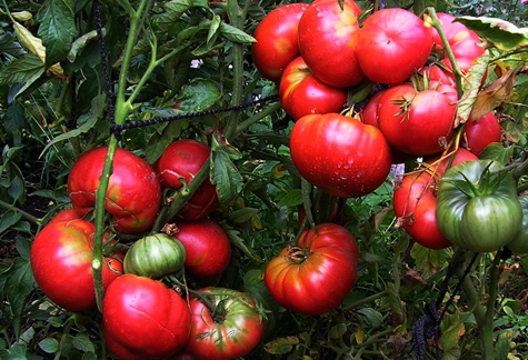 tufișuri de tomate mamut în câmp deschis