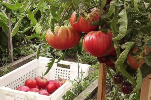 Ural dev domates çeşidinin özellikleri ve tanımı, verimi