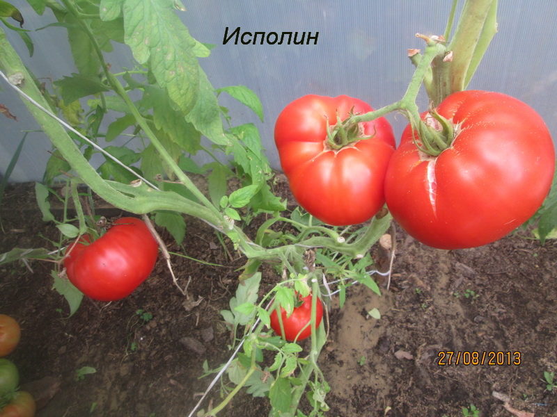 variedad de tomate gigante