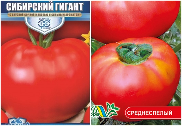 semená paradajok sibírsky gigant