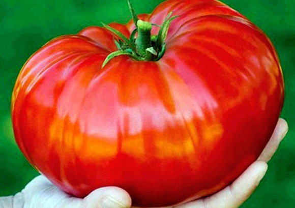 vzhľad paradajky sibírskeho obra