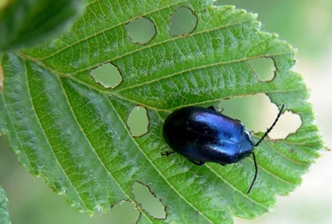 shitty leaf beetle