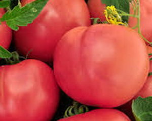 Tomaattilajikkeen vaaleanpunaisen matkamuiston ominaisuudet ja kuvaus, sen sato