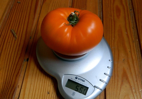 težina rajčice divovske naranče