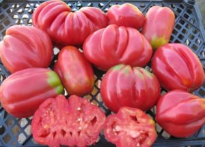 Eigenschaften und Beschreibung der Tomatensorte Pink Feige, deren Ertrag