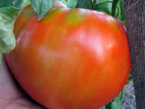 jättiläisten kuninkaan tomaatin ulkonäkö