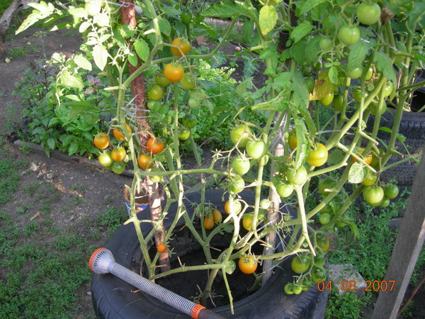 voksende tomat