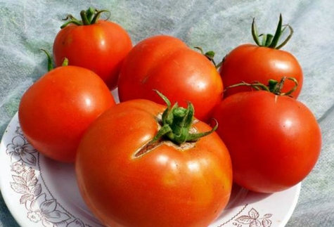 bir tabakta domates labrador