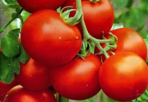 Kenmerken en beschrijving van tomatenrassen Polaire vroege rijping en Polyarnik, hun opbrengst