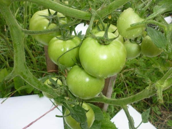 kasvaa tomaattia