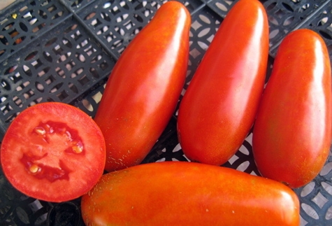 Pomidoras „Mamin Sibiryak“ ant stalo
