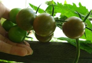 Pomidorų veislės Dikovinka charakteristika ir aprašymas, derlius