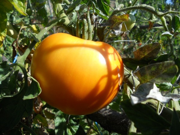 Tomatenbüsche Klösterliche Mahlzeit
