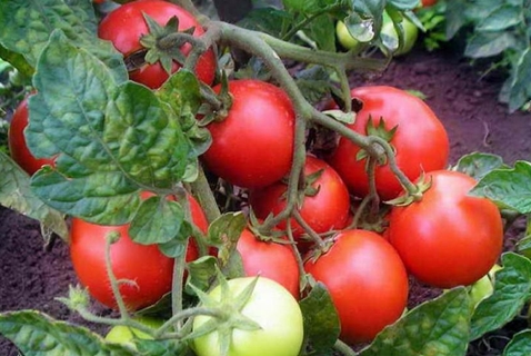 tomato bushes family
