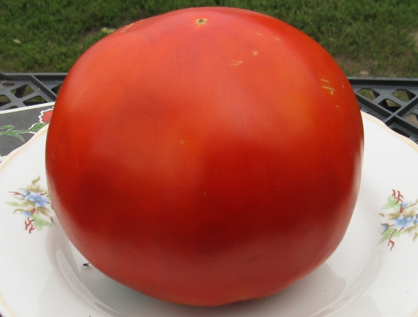 pomidorowy olbrzymi czerwony na talerzu