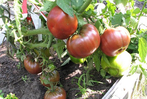 pomidorų vaisiai Arbūzas