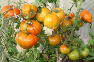 Kenmerken en beschrijving van de tomatenvariëteit Zhenechka, de opbrengst