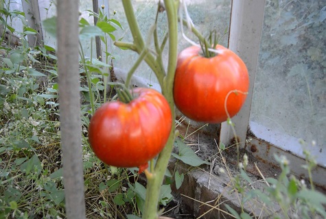 tomato on a branch