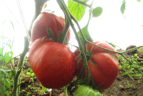 kaste tomaateissa