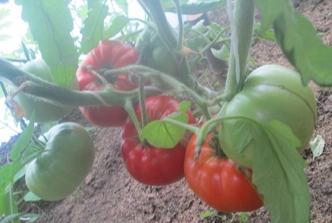 Tomate im Grünen
