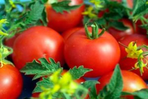 Debyytti-tomaattilajikkeen ominaisuudet ja kuvaus, sen sato