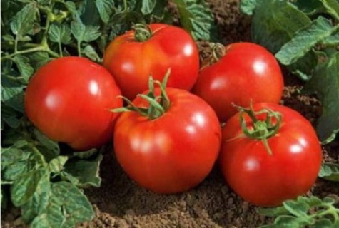 pomidoras ant žemės