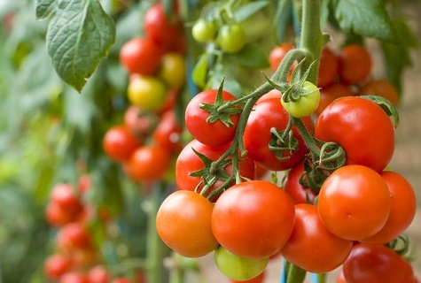frugter af tomater