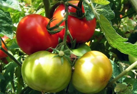 Tomatenbüsche Marishka