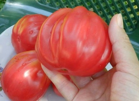 תאנה ורודה עגבנייה