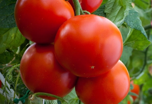 tomatenmuur in het open veld