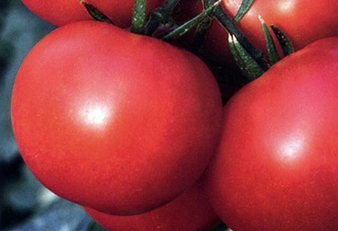 Aussehen der Tomate Marisha