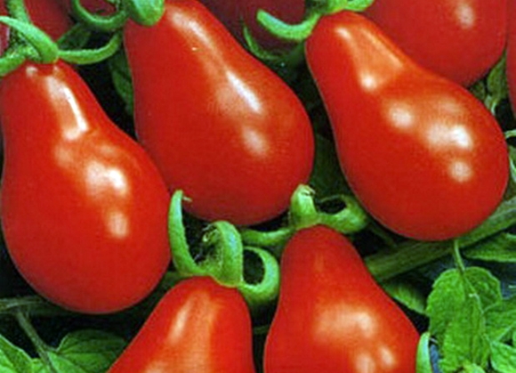 Aussehen von Tomaten Matroschka