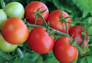 Characteristics and description of the Moneymaker tomato variety, yield and cultivation