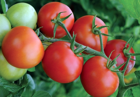 arbustos de tomate moneymaker