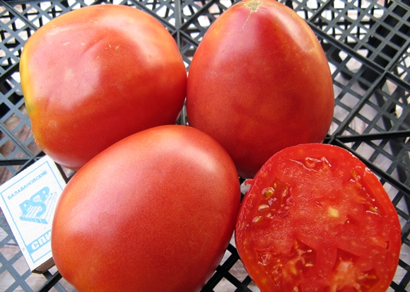 מראה עגבניות