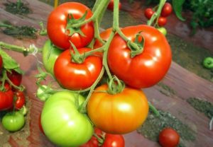 Características y descripción de la variedad de tomate rojo rojo, su rendimiento