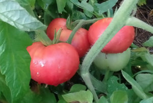 Pembe dev domates çeşidinin özellikleri ve tanımı, verimi